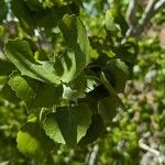 Populus deltoides Fulla