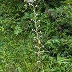 Himantoglossum adriaticum Flower