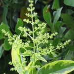 Ligustrum lucidum برگ