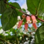 Macleania smithiana