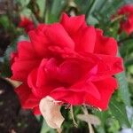 Rosa cinnamomea 花