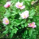 Paeonia corsica Flower