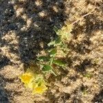 Linaria thymifolia Hábito