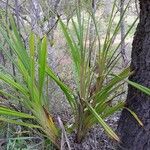 Dianella ensifolia Habit