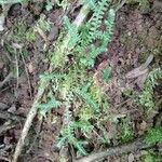 Selaginella denticulata পাতা