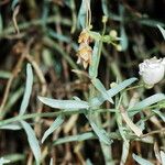 Penstemon fruticiformis Vekstform