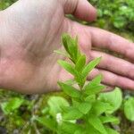 Comandra umbellata Leaf