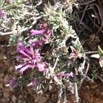 Thymus longiflorus Flower