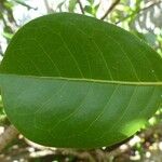 Chrysobalanus icaco Feuille