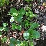 Fragaria chiloensis 整株植物