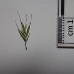 Festuca polycolea Other