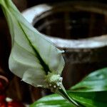 Spathiphyllum cannifolium Kvet