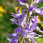 Veronica spicata Lorea