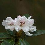 Rhododendron adenogynum Flower