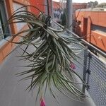 Tillandsia aeranthos 葉