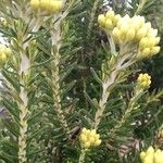 Ozothamnus cinereus Blad