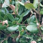 Quercus phillyreoides Yaprak