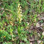 Orchis anthropophora অভ্যাস