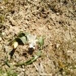 Ornithogalum lanceolatum Hoja