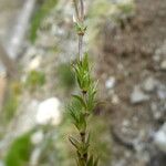 Arenaria grandiflora Yaprak