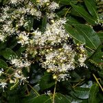 Copaifera aromatica Λουλούδι