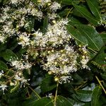 Copaifera aromatica Flower