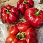 Capsicum annuumFruit