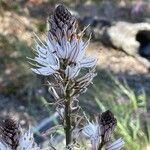 Asphodelus macrocarpus Blüte