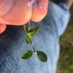 Veronica officinalis Hoja