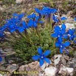 Gentiana terglouensis Hábitos