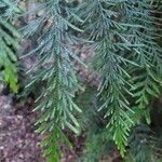 Thuja plicata Fuelha