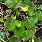 Viola sempervirens पत्ता