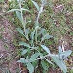 Stachys cretica Habitat