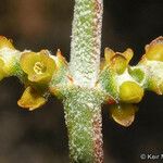 Phoradendron californicum Flower