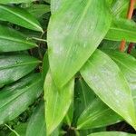 Costus dubius ഇല