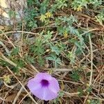 Ipomoea cairica ശീലം