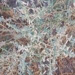 Atriplex glauca Folha