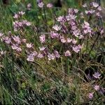 Allium praecox Kwiat