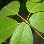 Handroanthus ochraceus Leaf