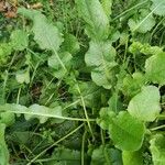 Rumex pulcher Leaf