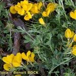 Cytisus ardoinoi Other