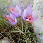 Crocus ligusticus Агульны выгляд