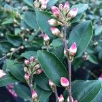 Camellia rosthorniana Leaf