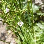 Wahlenbergia lobelioides Flower