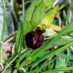 Ophrys exaltata Інше