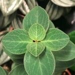 Peperomia verticillata Feuille