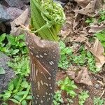 Amorphophallus paeoniifolius Virág