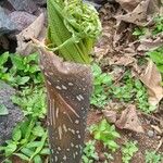 Amorphophallus paeoniifolius 花