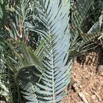 Encephalartos lehmannii Hoja