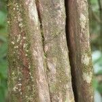 Duroia longiflora Bark
